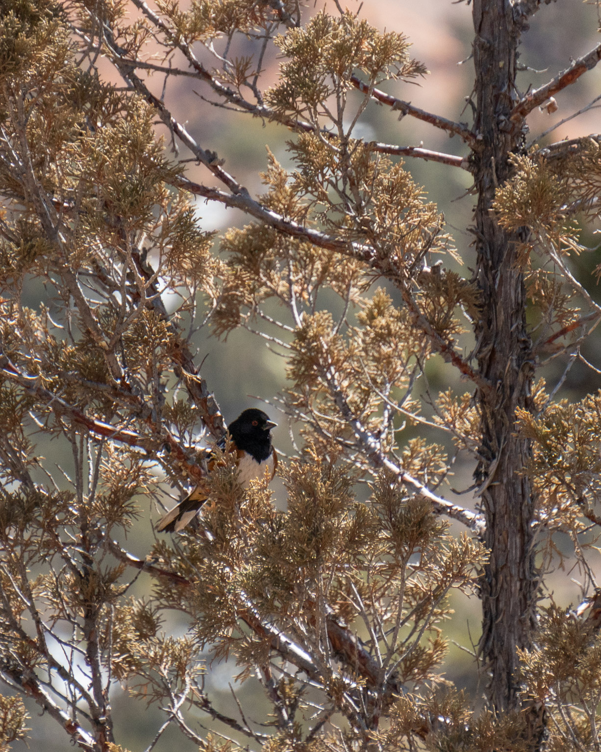 A towhee, red eye visible, in a juniper